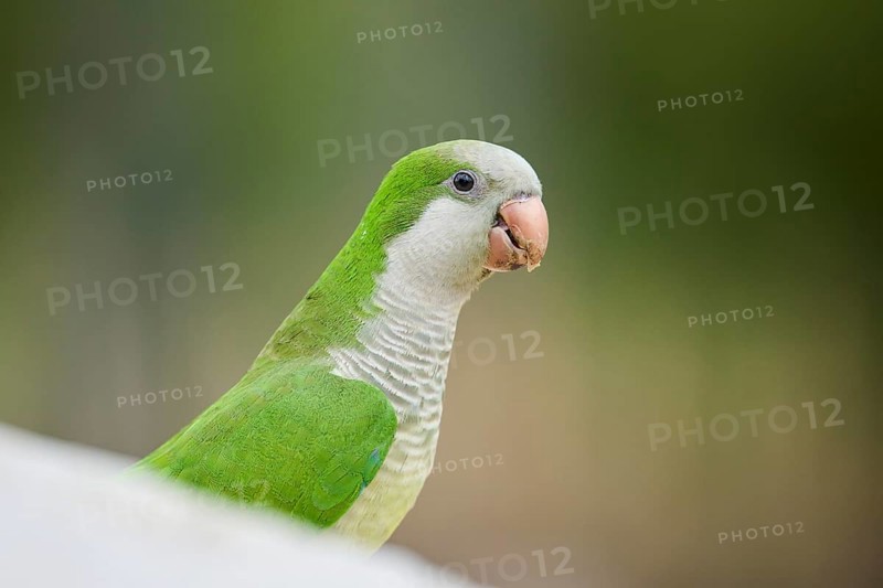 Monk parakeet (Myiopsitta monachus) wildlife, Catalonia, Spain, Europe