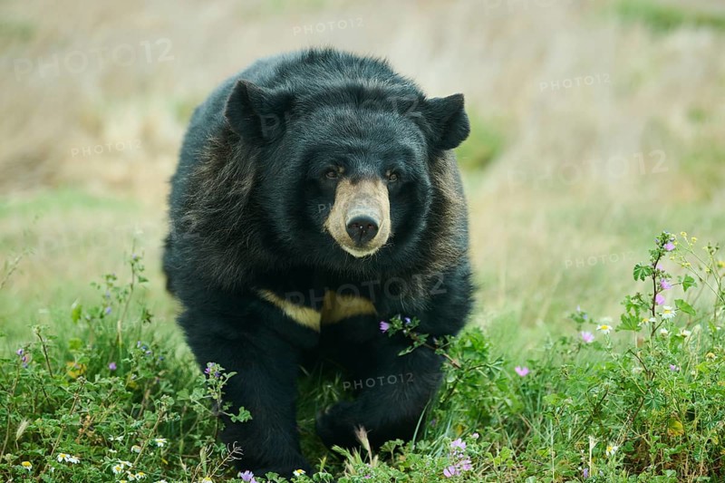 American black bear (Ursus americanus), captive, distribution North America
