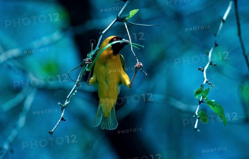 African southern masked weaver (Ploceus velatus), male building a nest, Hwange National Park, Zimbabwe, Africa