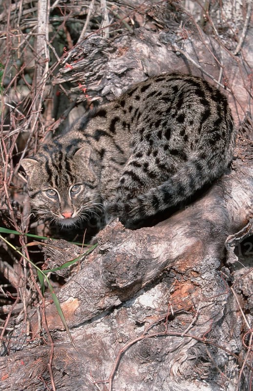 Fishing Cat (Prionailurus viverrinus) (Felis viverrinus)