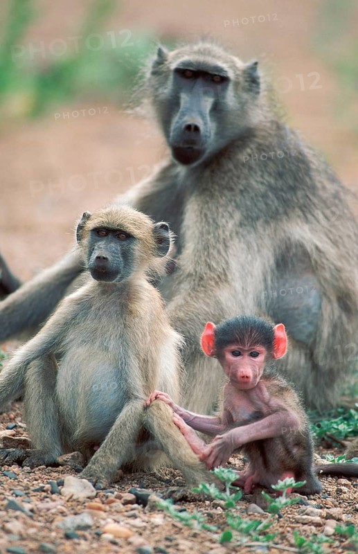 Chacma Baboons (Papio ursinus), female with youngs, Kruger national park, South Africa, Africa