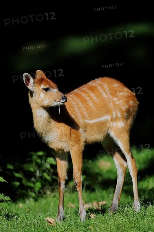 Western Sitatunga (Tragelaphus spekii gratus), juvenile, captive, occurrence in Africa