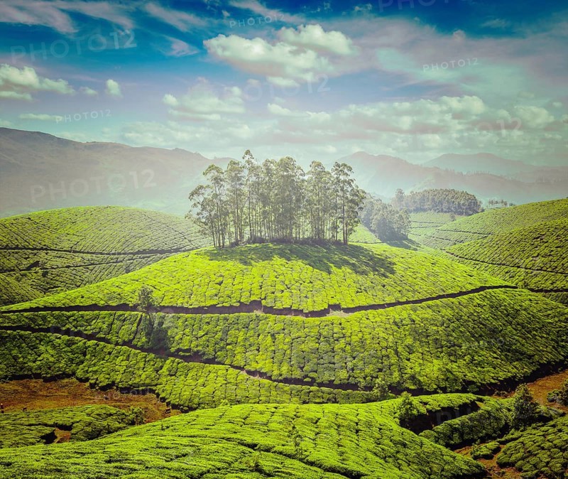 Vintage retro effect filtered hipster style image of tea plantations. Munnar, Kerala, India, Asia