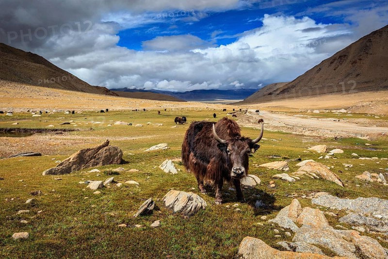 Yak grazing in Himalayas. Ladakh, Jammu and Kashmir, India, Asia