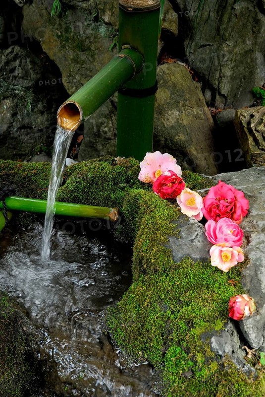Fountain with mossy stones and camellia flowers, Kyoto, Japan, Asia