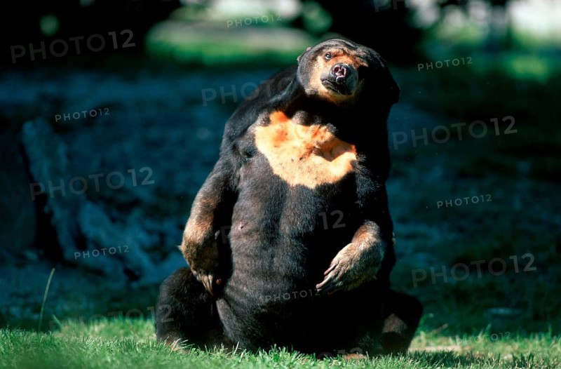 Malayan Sun Bear (Helarctos malayanus), Malaienbaer, Malaienbär