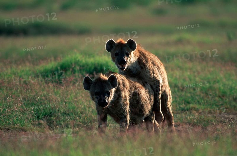 Spotted Hyaenas, pair, mating, Kruger National Park, South Africa (Crocuta crocuta), Tuepfelhyaenen, Paar, kopulierend, Krueger Nationalpark, Suedafrika, Tüpfelhyäne, Saeugetiere, mammals, animals, Hundeartige, canids, Raubtiere, beasts of prey Hyaene, Hyäne