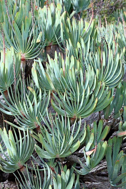 (Aloe plicatilis), fan aloe