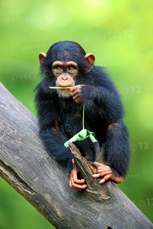 Chimpanzee (Pan troglodytes), young, Africa