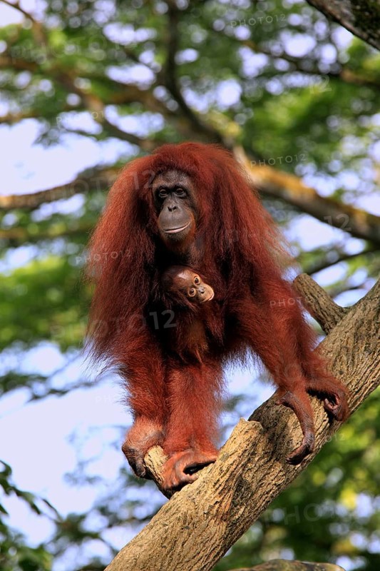 Orang-utan, female with young (Pongo pygmaeus)