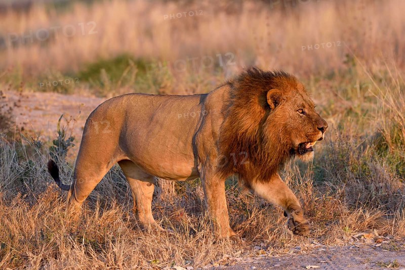 Lion (Panthera leo), male in evening light, grass savannah, Khwai region, North-West District, Okavango Delta, Botswana, Africa