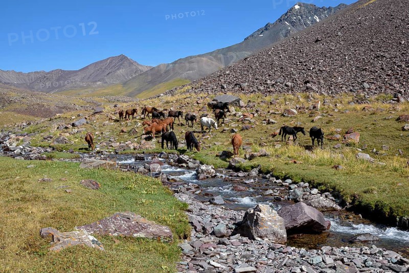 Horses on their summer pasture, West Karakol Valley, Tien Shan Mountains, Naryn region, Kyrgyzstan, Asia