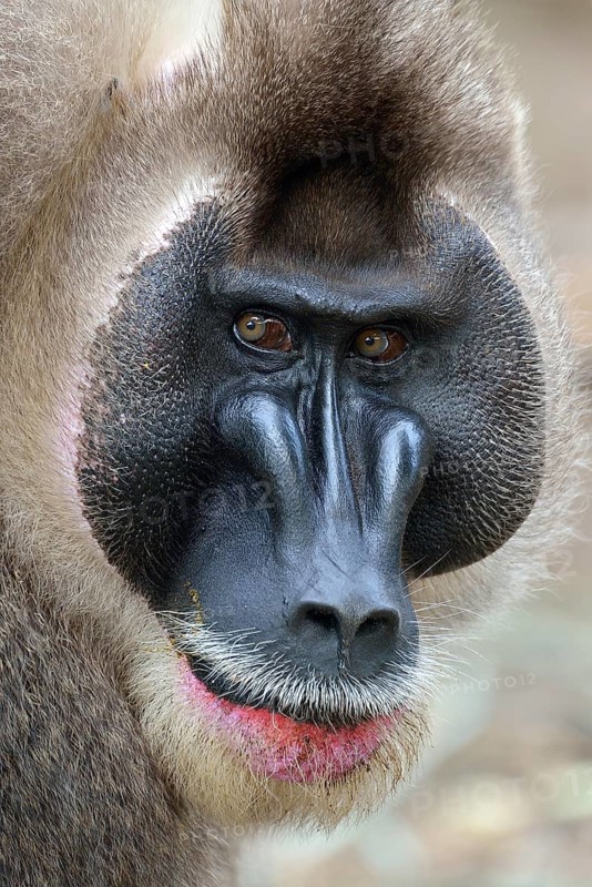 Drill (Mandrillus leucophaeus), male, animal portrait, captive, South-West Region, Cameroon, Africa