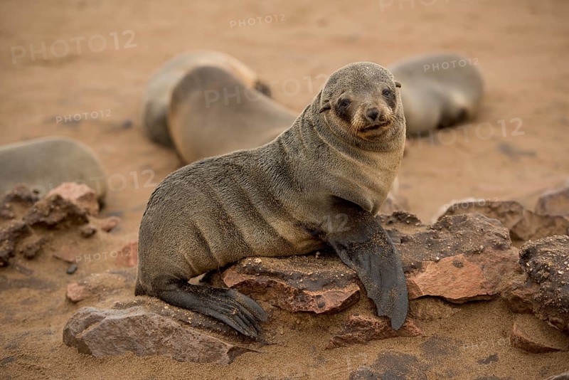 Cape fur seal (Arctocephalus pusillus), Cape Cross, Erongo Region, Namibia, Africa