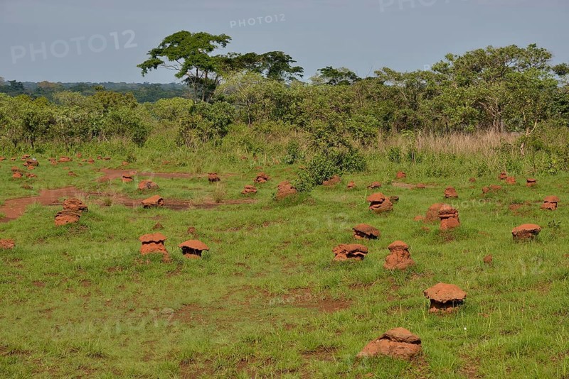 Mushroom-shaped termite mounds (Cubitermes fungifaber), Southwest, Cameroon, Africa