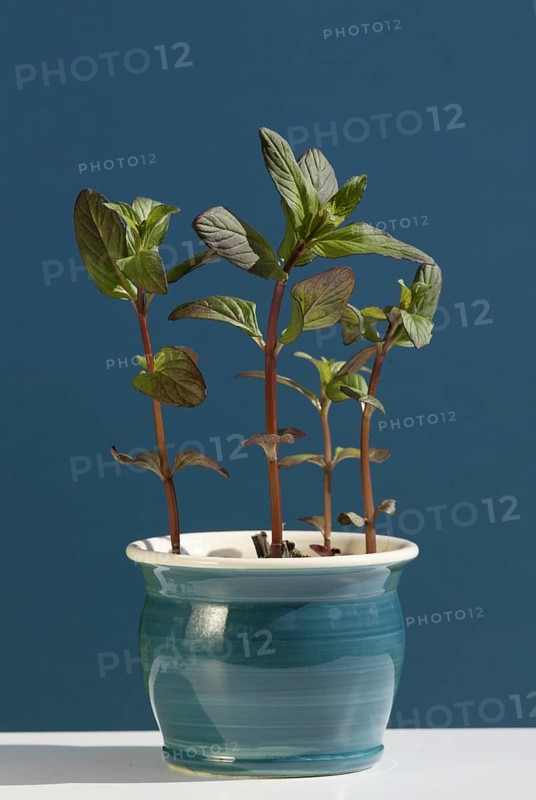 Spearmint (Mentha spicata) in pot