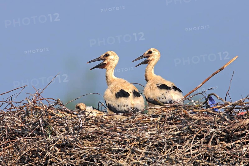 White storks (Ciconia ciconia), young on the nest, Philippsburg, Baden-Württemberg, Germany, Europe
