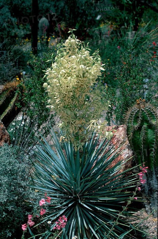 Blooming Blue Yucca (Yucca rigida), Arizona, USA, North America