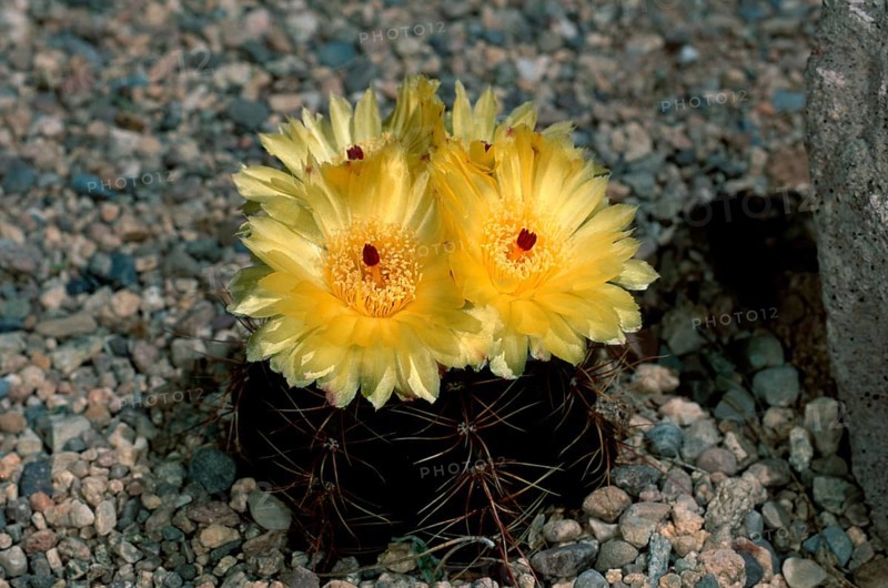Cactus (Notocactus ottonis)