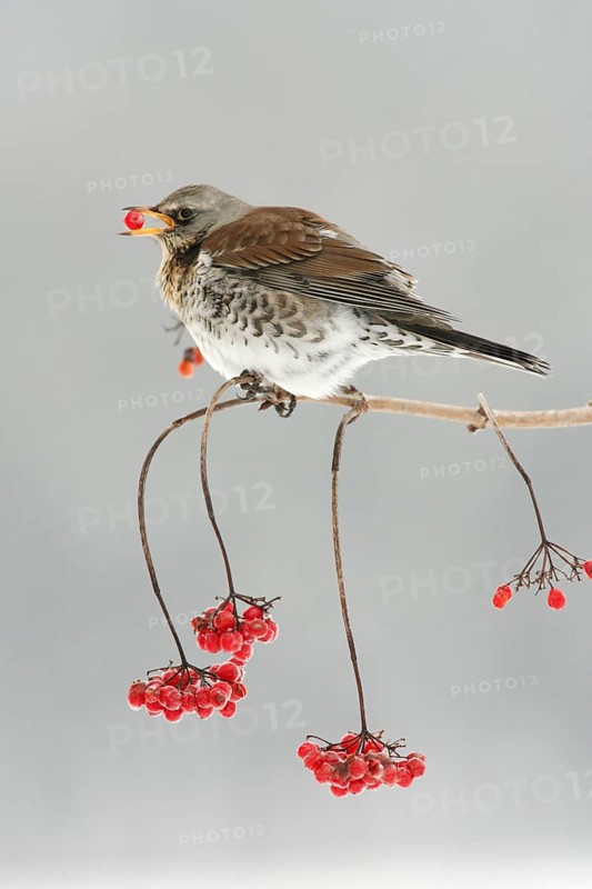 Fieldfare (Turdus pilaris) picking Common Snowball berries, Germany, Europe