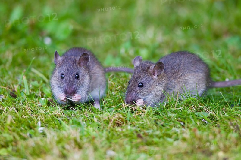 Common (Rattus norvegicus) Rats, youngs, Lower Saxony, Germany, Europe