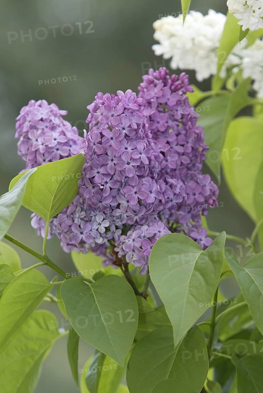 Common Lilac (Syringa vulgaris), Germany, Europe