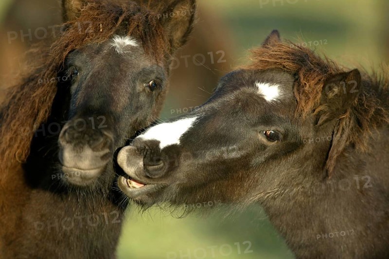 Icelandic ponies