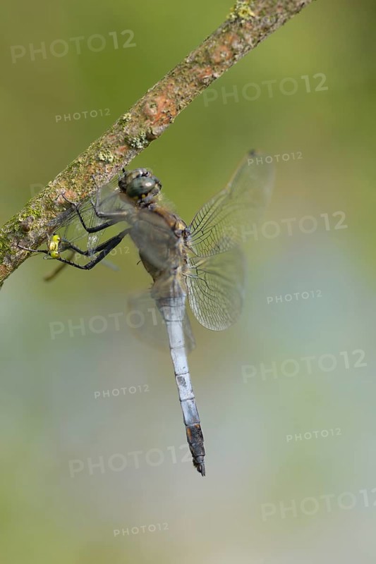 Large blue arrow (Orthetrum cancellatum), NSG Freudenthal, Hesse, Germany, Europe