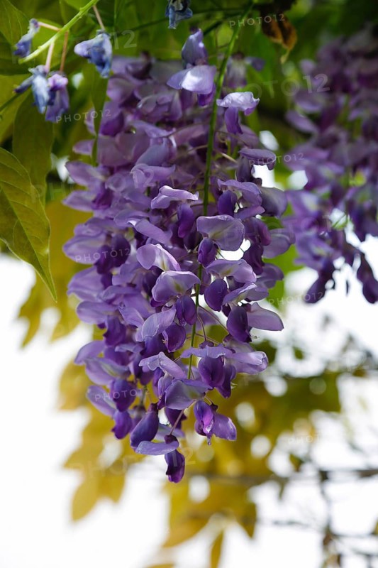 Wisterias (Wisteria), Wisterie, Wistarie, Glyzinie, Glyzine, Glycine, Glycinie, verholzende Kletterpflanze, Frühjahrsblüher, Garten, Gewächs, Pflanze, lila Blüten, grüne Blätter, Deutschland