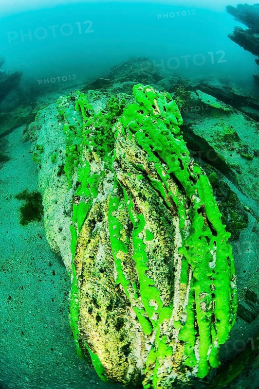 Sponge underwater, Lake Baikal, Olkhon Island, Pribaikalsky National Park, Irkutsk Province, Siberia, Russia, Europe