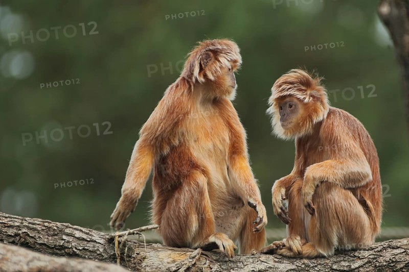 Javan lutung (Trachypithecus auratus), adult, two, captive