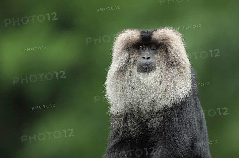 Lion-tailed macaque (Macaca silenus), adult, portrait, captive