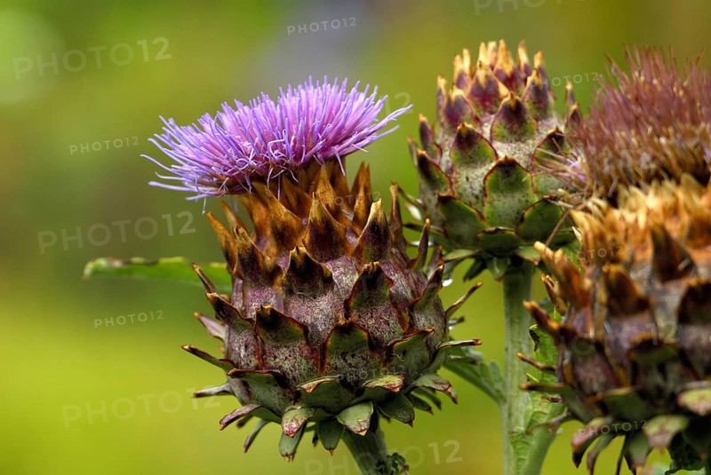 Cardoon, Spanish artichoke (Cynara cardunculus) Cardone