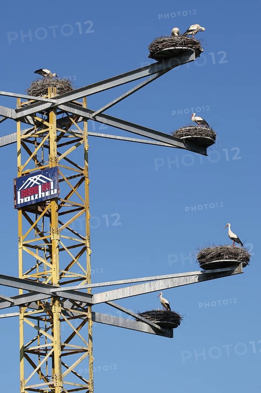 White Stork (Ciconia ciconia) nests with breeding pairs on a converted construction crane, Allgäu, Bavaria, Germany, Europe