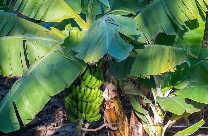Bananas, fruit on a banana tree, Tenerife, Canary Islands, Spain, Europe