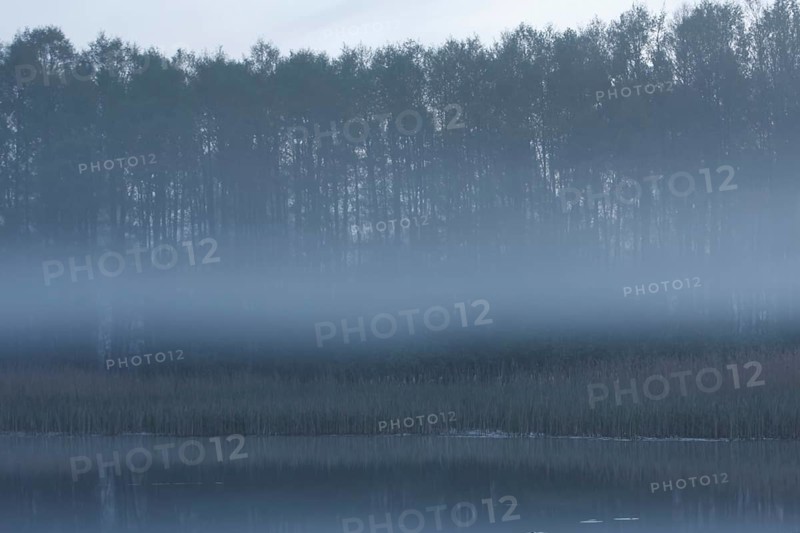 Morning fog over the alder forest, Müritz National Park, Mecklenburg-Western Pomerania, Germany, Europe