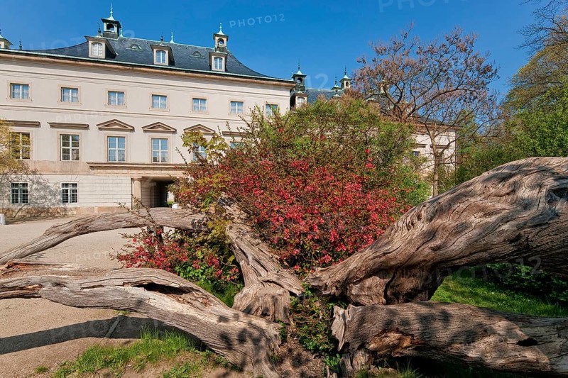 (© Sylvio Dittrich) (01772156417) Pillnitz used to be a suburb (incorporated in 1950) and is now a district of Dresden Pillnitz has become famous beyond the region for its palace and the accompanying park with the Pillnitz camellia. In the park, which is embedded in large green areas above the banks of the Elbe and is one of Dresden's tourist attractions