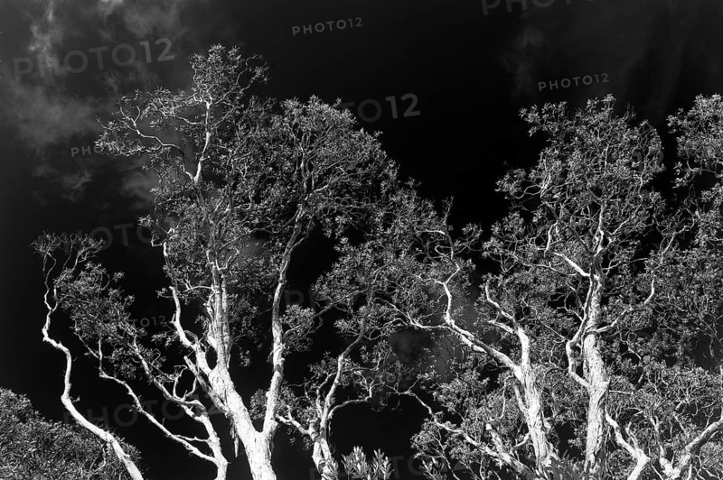 Eucalyptuses (Eucalyptus), tree, eucalyptus, flora, black and white, on the east coast, Queensland, Australia, Oceania