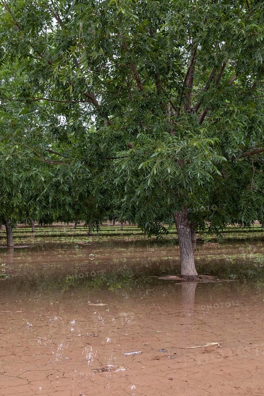 Las Cruces, New Mexico, Water-hungry pecan trees growing in the midst of a severe dought in the New Mexico desert. The extensive pecan farms around Las Cruces are watered by flooding orchards with irrigation water from the Rio Grande or by pumping water from underground