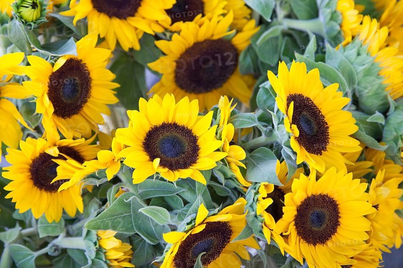 Freshly picked selection of organic sunflowers on display at the outdoor farmers market