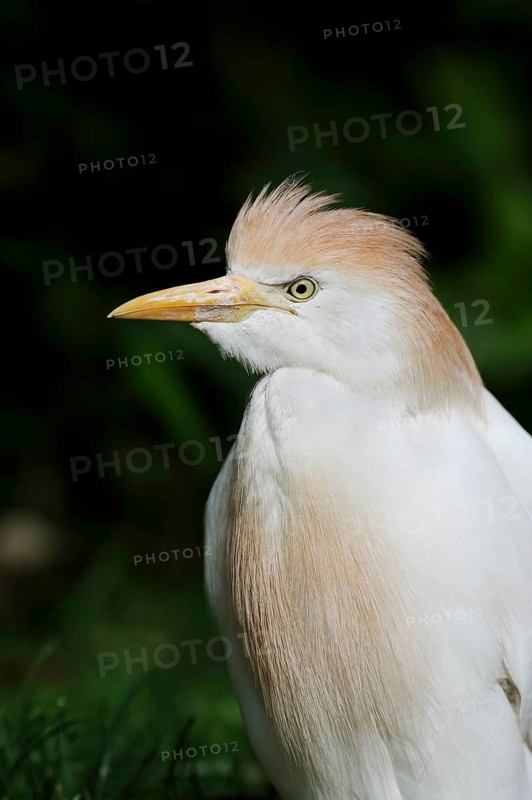 Cattle egret (Bubulcus ibis), portrait, Camargue, France, Europe