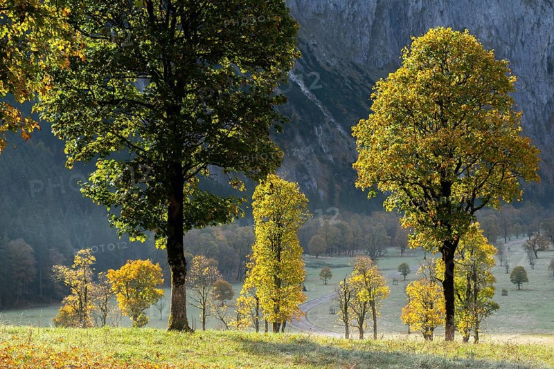 Engtal valley, large maple in the morning dew, sycamore maple (Acer pseudoplatanus) in glorious autumn colours, group of trees against the light