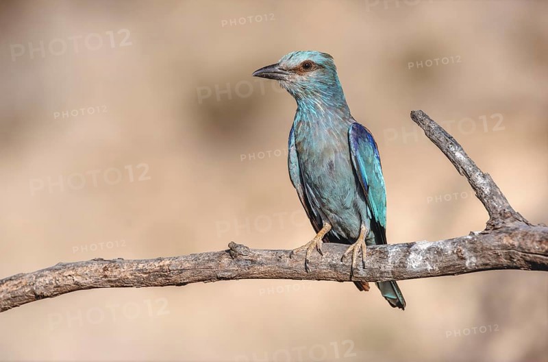 European Roller (Coracias garrulus) sitting on a branch near its nest. Saint-Gilles, Nimes, Gard, Occitania, France, Europe