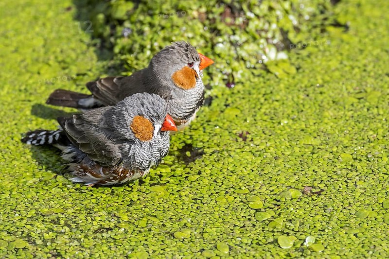 Two male zebra finches (Taeniopygia guttata) (Poephila guttata) native to Australia taking a bath and cooling down in water of pond on a hot day