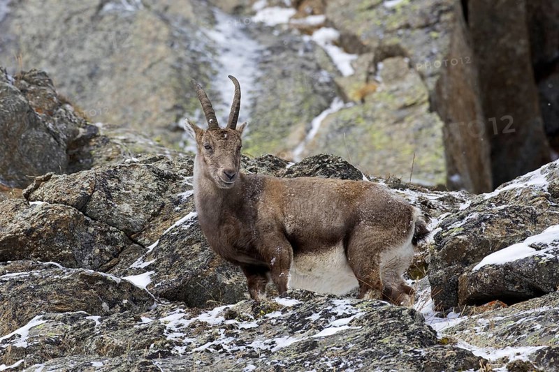 Alpine ibex (Capra ibex) female foraging on mountain slope in the snow in winter, Gran Paradiso National Park, Italian Alps, Italy, Europe