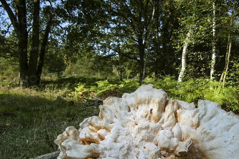 Greyling bracket (Postia tephroleuca) (Oligoporus tephroleucus) (Tyromyces lacteus) (Spongiporus tephroleucus) growing on broadleaf tree trunk
