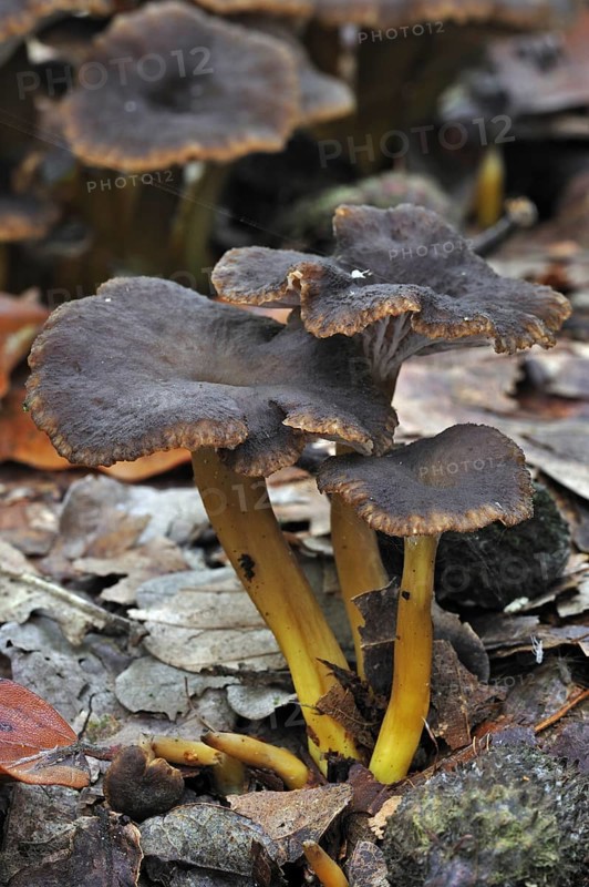 Trumpet chanterelle, Yellowfoot, Winter mushroom, Funnel Chanterelle (Cantharellus tubaeformis)