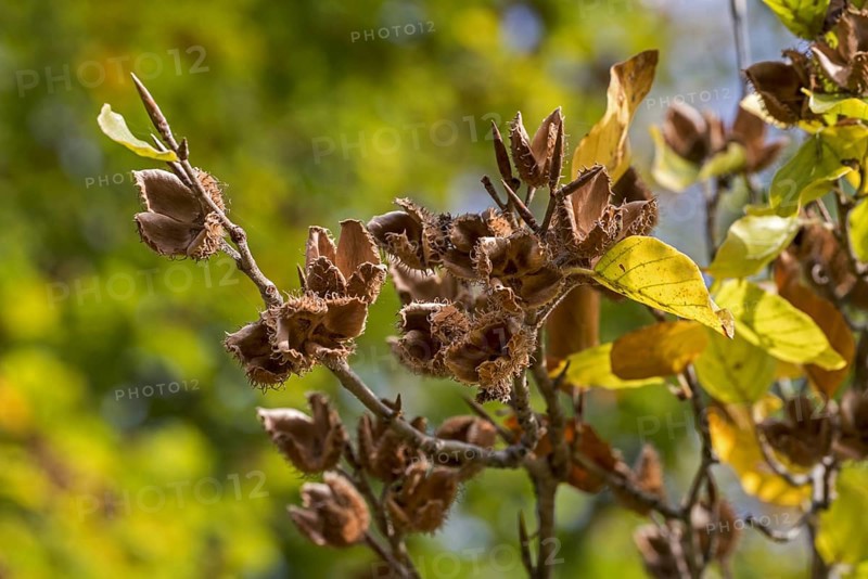 European beech (Fagus sylvatica), common beech close up of leaves and nuts in open cupules in early autumn