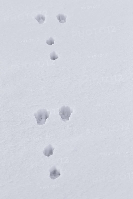 European brown hare (Lepus europaeus) footprints in the snow in winter