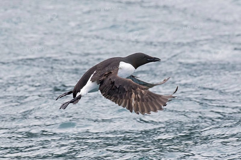 Thick-billed murre (Uria lomvia), Brünnich's guillemot in flight above sea water, native to the sub-polar regions of the Northern Hemisphere